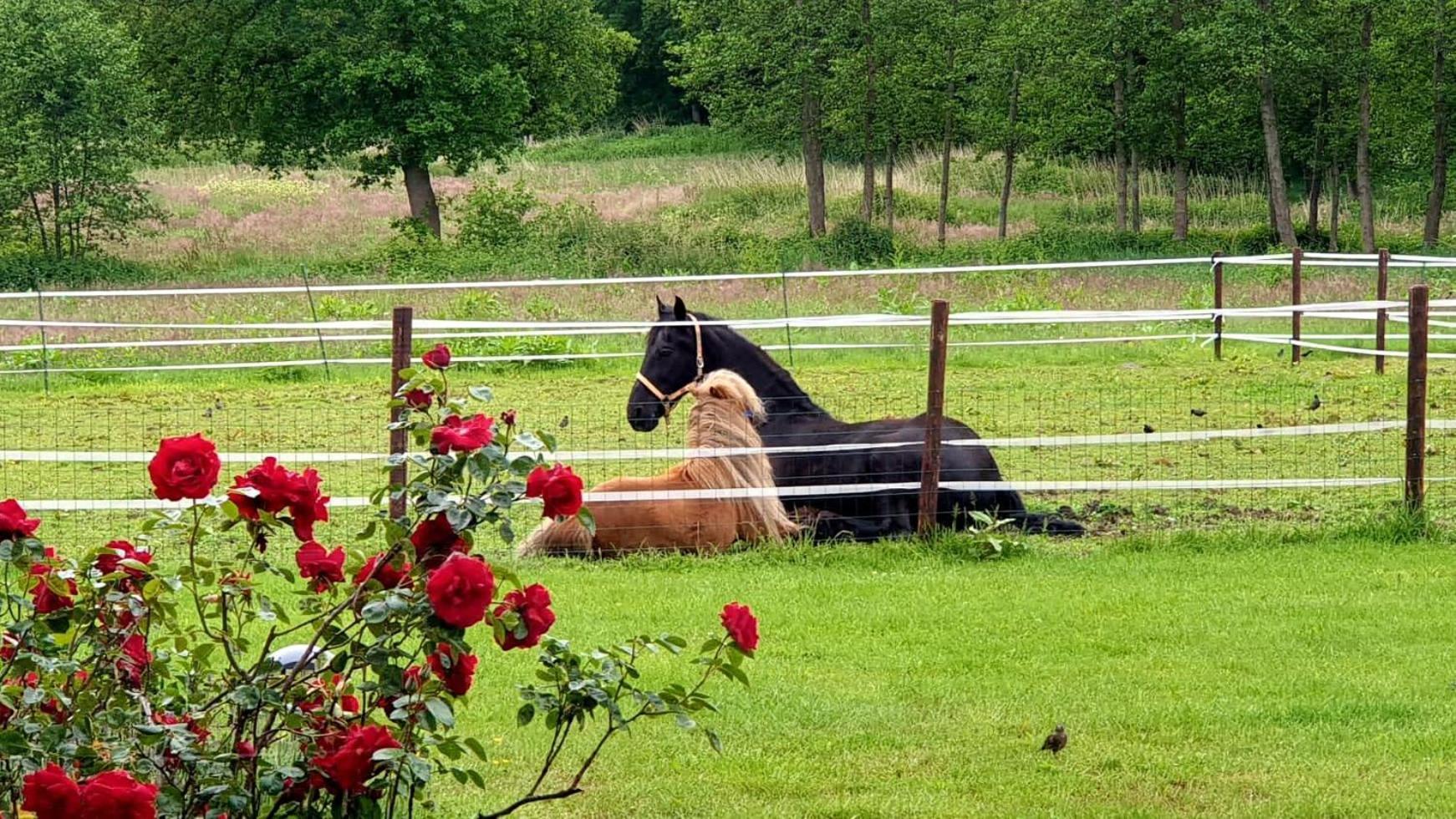 B&B Kuiper In Friesland Ureterp Buitenkant foto